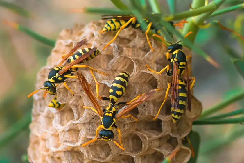 Retirada de nidos de avispas en Rubí — EcoPest
